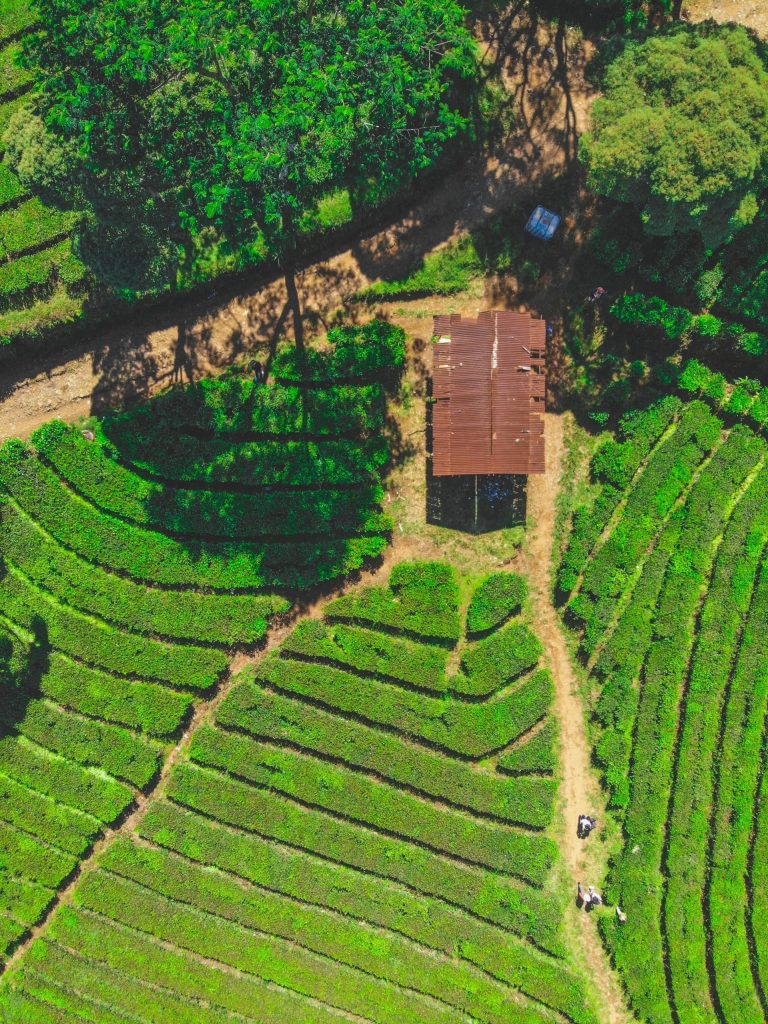 Farm in green fields from above