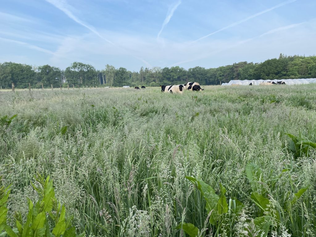 Cows grazing in a paddock with high grasses 1