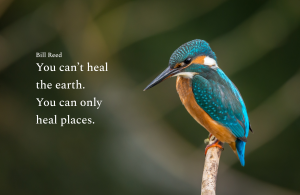 Photo showing a kingfisher and text saying "You can’t heal the earth. You can only heal places."