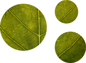 Three circles with a leaf