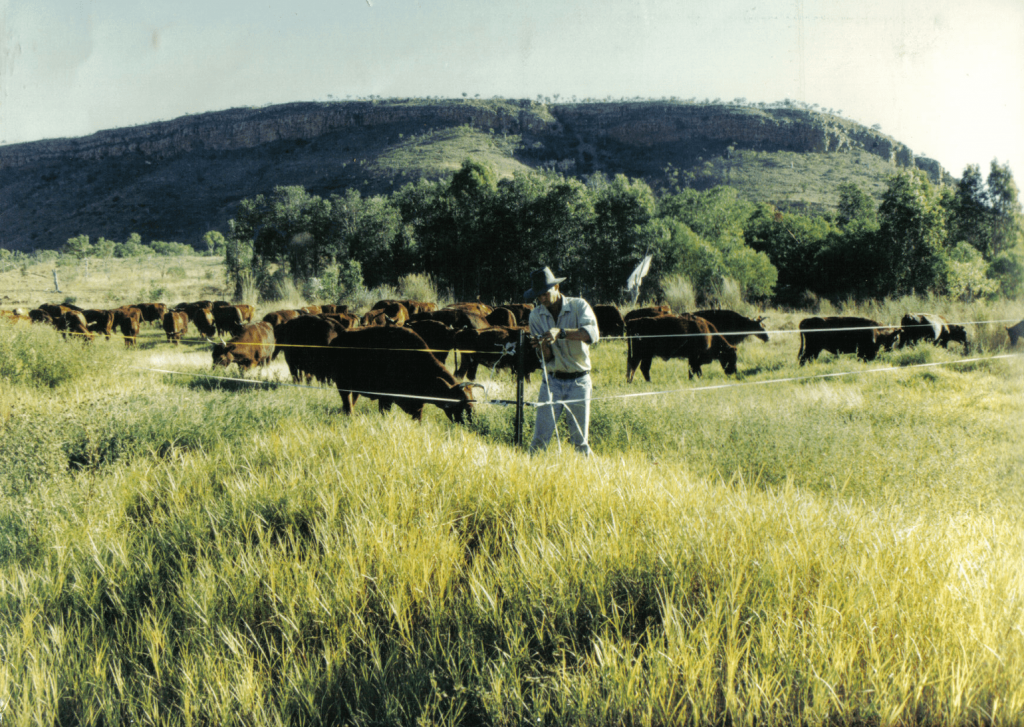 A photo of a green grassfield and cattle in Australia