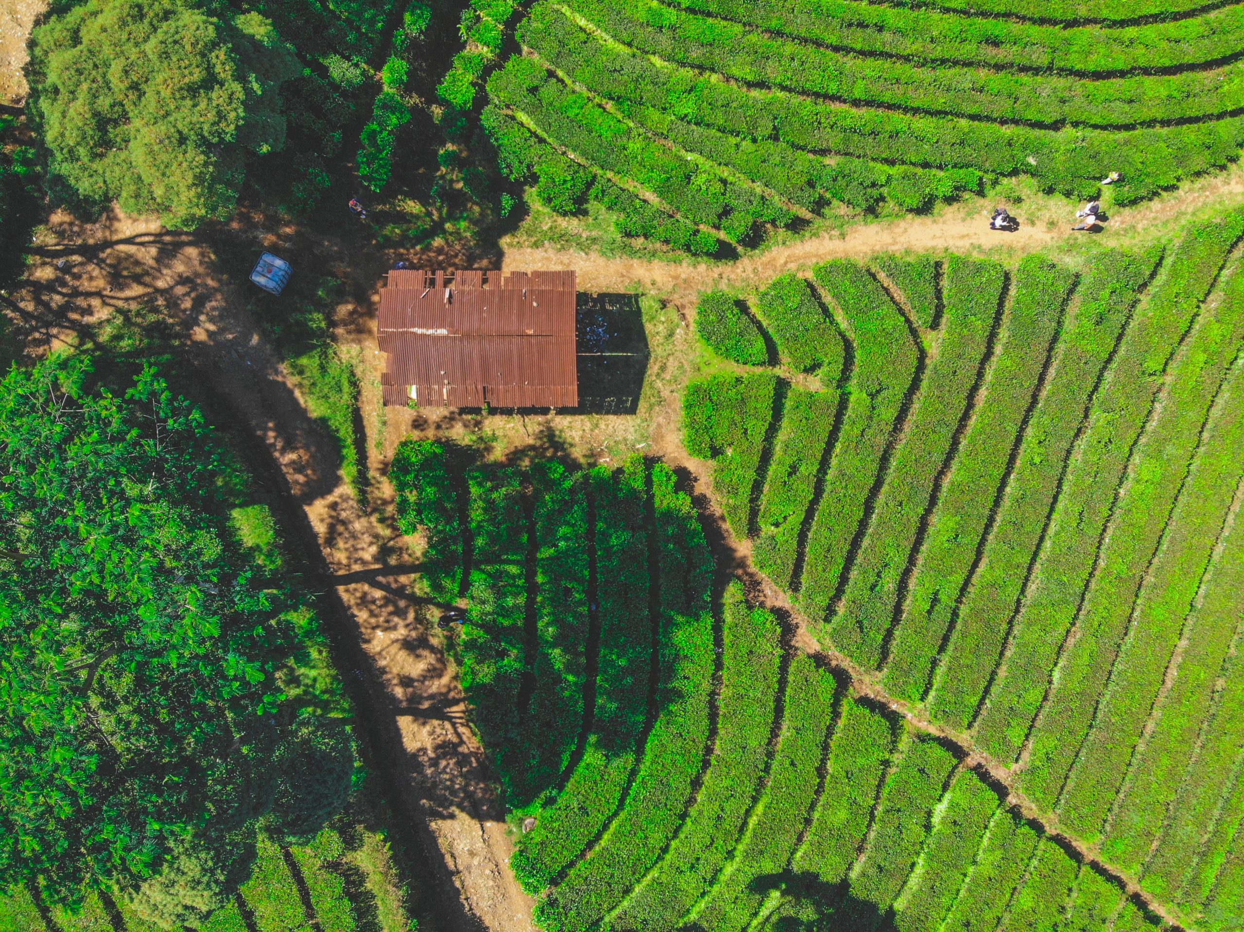 A farm from above